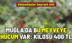 MUĞLA'DA BU MEYVEYE HÜCUM EDİLDİ: KİLOSU 400 TL