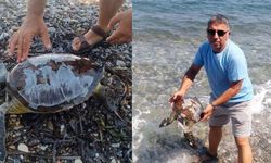 DATÇA SAHİLİNDE KAFASI KOPUK HALDE ÖLÜ CARETTA CARETTA YAVRUSU BULUNDU