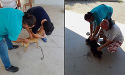 ORTACA'DA KEDİ VE KÖPEKLERE KUDUZ AŞILAMA PROGRAMI UYGULANDI