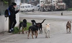 SOKAK KÖPEKLERİNE ÖTENAZİ YASALAŞTI! TARTIŞMALI MADDELER MUHALEFETE RAĞMEN MECLİS'TEN GEÇTİ