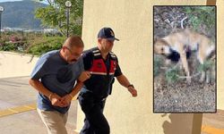 TAVUKLARINA SALDIRDI DİYE KÖPEĞİ TÜFEKLE VURDU, SERBEST BIRAKILDI