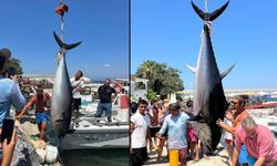 BODRUM'DA 4 BALIKÇI 370 KİLOLUK DEV ORKİNOS YAKALADI