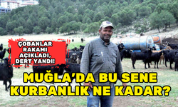 MUĞLA’DA KURBAN BAYRAMI ÖNCESİ ÇOBANLARIN MESAİSİ ARTTI