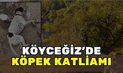 KÖYCEĞİZ ORMANINDA KÖPEKLERİ ZEHİRLEDİLER