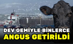 KURBAN BAYRAMI İÇİN BİNLERCE İTHAL ANGUS GELDİ