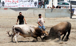 ULA ARENASINDA YILIN İLK BOĞA GÜREŞİ