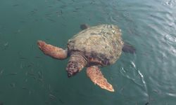 AKYAKA’DA CARETTA CARETTA ŞOVU! GÖRENLERİN YÜZÜ GÜLDÜ