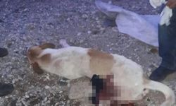 MİLAS'TA ESNAFIN BESLEDİĞİ KÖPEĞE KURŞUN SIKILDI! JANDARMA SALDIRGANI ARIYOR