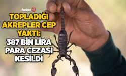 TOPLADIĞI AKREPLER CEP YAKTI: 387 BİN LİRA PARA CEZASI KESİLDİ