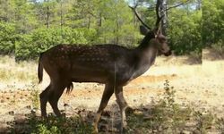 Muğla'da yaban hayatı çeşitliliği fotokapanlarla gözler önüne serildi