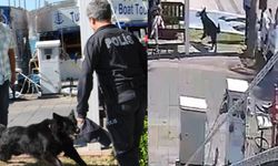 Fethiye'deki 29 Ekim kutlamalarında kurt köpeğinin saldırdığı polis yaralandı