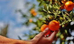 Bodrum mandalinası pazara gelene kadar fiyatı 5’e katlanıyor