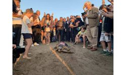 İztuzu Plajı'nda yaralı bulunan caretta caretta "Cumhuriyet", bin kilometre yol katetti