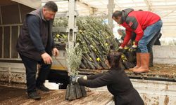 Muğla’da 20 bin zeytin fidanı toprakla buluşturuldu