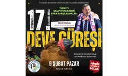 17. Milas Geleneksel Deve Güreşi Festivali için geri sayım başladı