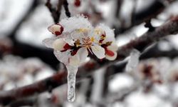 Muğla’da hava sıcaklığı 6-12 derece azalacak; Don tehlikesi kapıda