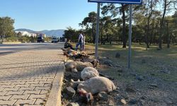 Motosiklet sürüye daldı: Sekiz koyun öldü, sürücü yaralandı