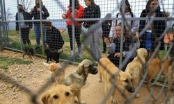 Dalaman’da tepki çeken olay: Sahipli köpek barınakta öldü iddiası