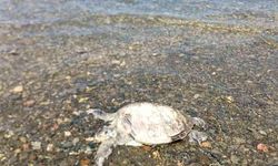 Gökçe Sahili'nde kıyıya vuran caretta caretta ölü bulundu