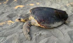 Tedavisi tamamlanan caretta caretta ‘Olcay’ denize bırakıldı