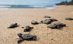 İztuzu'nda caretta caretta'ların yuvalama alanları çoğaldı