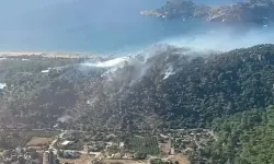Ormanlar için 'daha önce görülmemiş sıcaklık' uyarısı