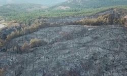 Muğla'da yangının bilançosu ağır: Binlerce hektar kül oldu