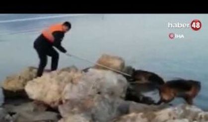 Denize Düşen Sokak Köpeğini İtfaiye Kurtardı - Fethiye