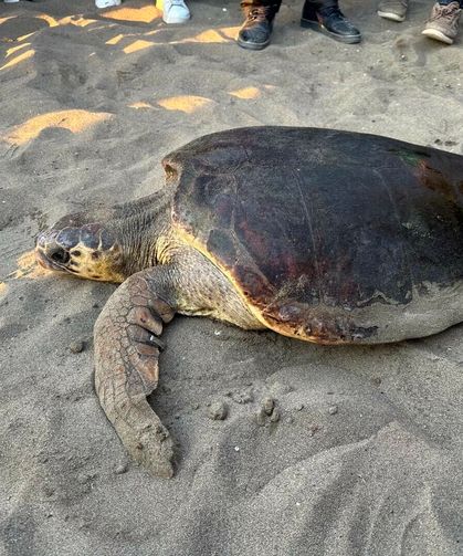 Tedavisi tamamlanan caretta caretta ‘Olcay’ denize bırakıldı
