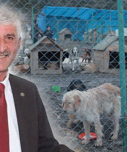 Köyceğiz Belediye Başkanı Erdoğan'a soruşturma izni gerekçesi: 'Sokak hayvanları'