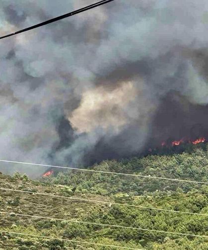 Milas'ta orman yangını