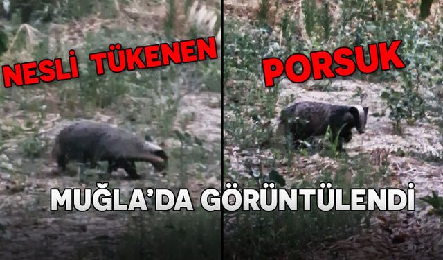 KIRMIZI LİSTEDEKİ PORSUK DOĞA FOTOĞRAFÇISI TARAFINDAN GÖRÜNTÜLENDİ