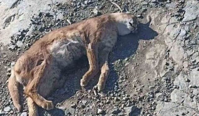"ORMANIN HAYALET KEDİSİ" KARAKULAK ÖLÜ BULUNDU