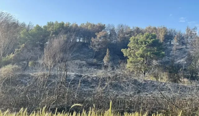 Seydikemer'de yangın: 4 hektar zarar gördü
