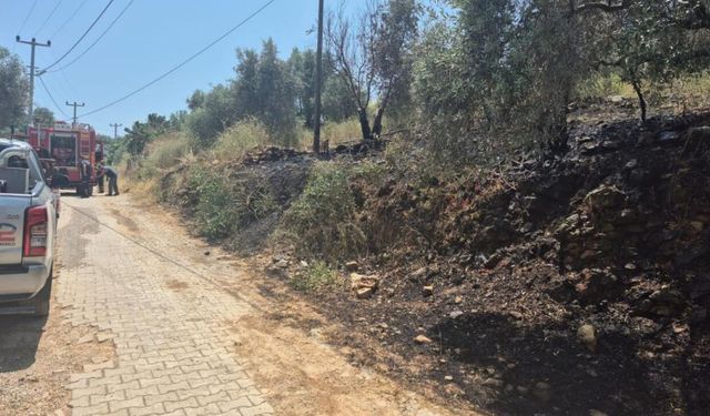 Ula'da yol kenarında yangın çıktı!