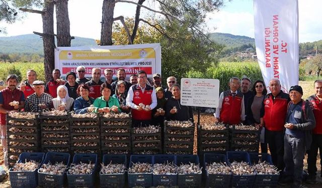 Coğrafi işaretli Ula sarımsağı tohumu üreticilere dağıtıldı