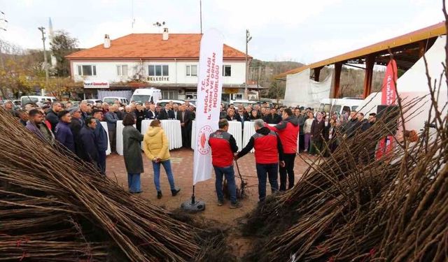 Kavaklıdere’de üreticilere cennet elması fidanı dağıtıldı