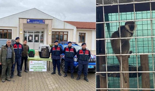 Ula’da yabancı uyruklu şahıslara ait maymunlar ele geçirildi