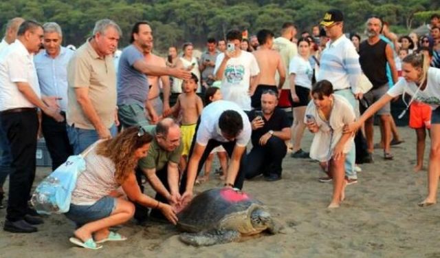 TAMAMLADIĞI TEDAVİSİ SONRASI DENİZ KAPLUMBAĞALARI DENİZLE BULUŞTURULDU