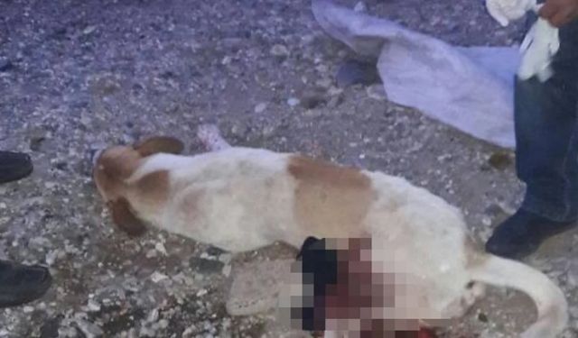 MİLAS'TA ESNAFIN BESLEDİĞİ KÖPEĞE KURŞUN SIKILDI! JANDARMA SALDIRGANI ARIYOR