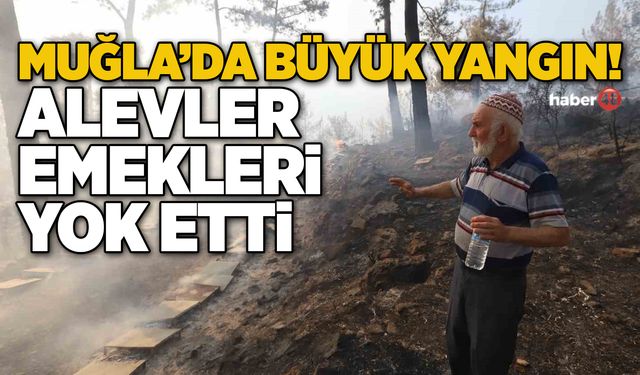 MUĞLA'DA BÜYÜK YANGIN! ALEVLER EMEKLERİ YOK ETTİ