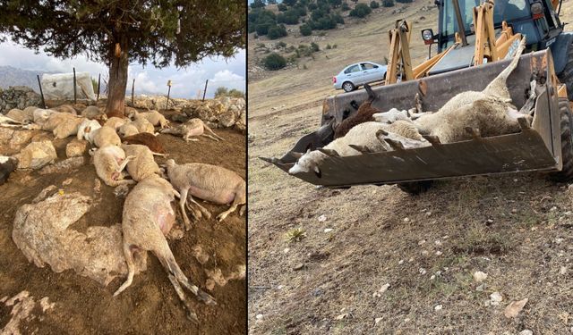 SEYDİKEMER'DE ÇINAR AĞACINA YILDIRIM DÜŞTÜ, GÖLGESİNDEKİ KOYUNLAR TELEF OLDU