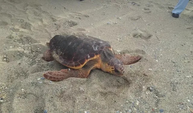 'Güzel İzmir'in rotasını 13 ayda 18 bin kişi görüntüledi