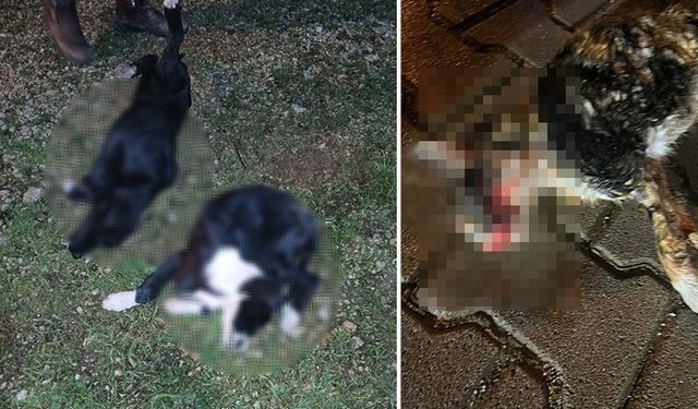 Bursa'da 5'i yavru 6 köpek ve 1 kedi zehirlenmiş halde bulundu!