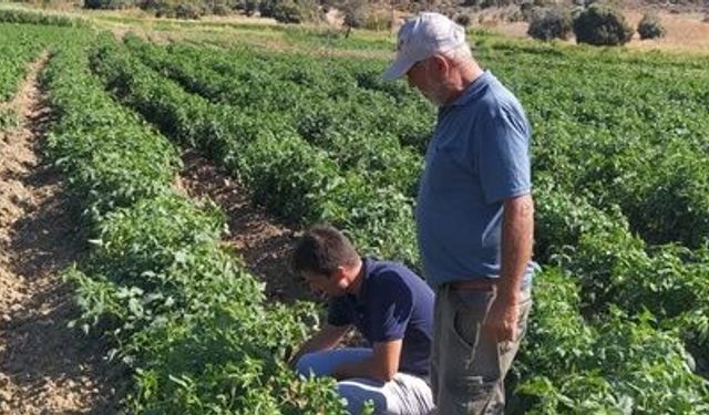 Datça’da domates üreticilerine sahada uygulamalı eğitim