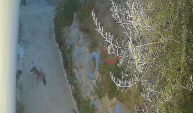 Seydikemer’de ilginç olay: Hırsız sandılar, tilki çıktı!