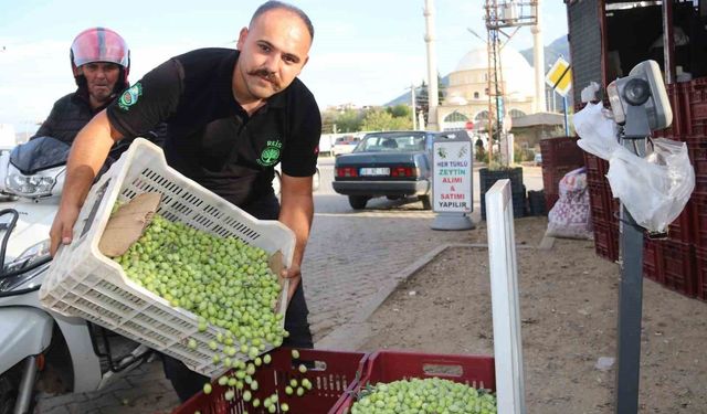 Fethiye Seydikemer’de zeytin hasadı başladı: Kilogram fiyatı belli oldu