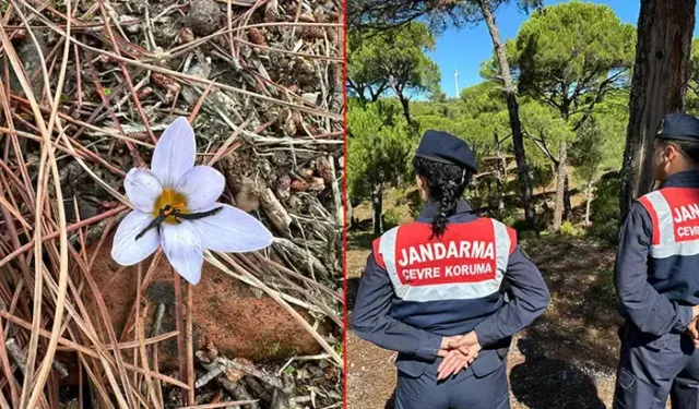 Aydın'da yetişiyor! Bu çiçeği koparmanın cezası 557 bin TL
