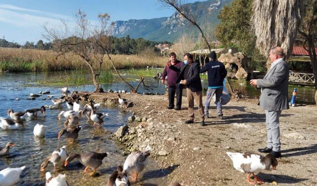 Muğla alarma geçti: Akyaka’da kuş gribi görüldü
