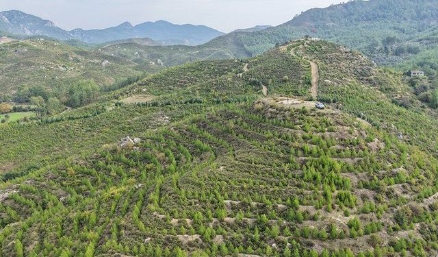 6 yıl önce küle dönmüştü: Dalaman yeniden yeşillendi!